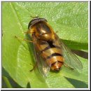 Epistrophe melanostoma - Gelbhaarige Wiesenschwebfliege m01.jpg